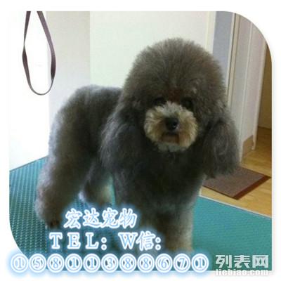 图 泰迪专业配种 欢迎咨询 实物照片 价格优惠 北京宠物服务