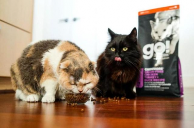 百加世携手go猫粮 从产品到服务为宠物营养健康成长赋能