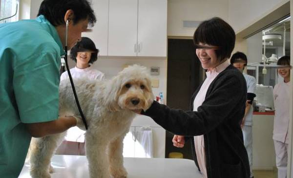 日本宠物超市宠物旅馆,爱动物们的赶快看起来